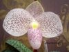 Paphiopedilum Vanda Pearman(bellatulum 'High Ball' x delenatii 'Gigantic')(Orchid Inn) (2)